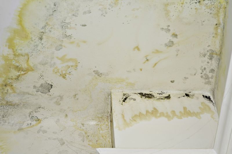 Water Damage and Mold