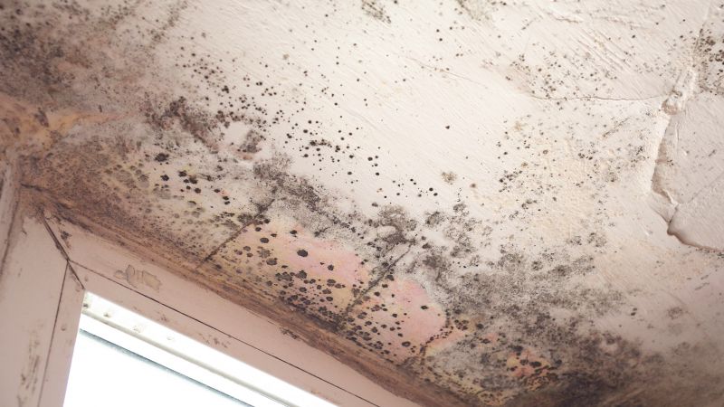 Mold on Ceiling Tiles